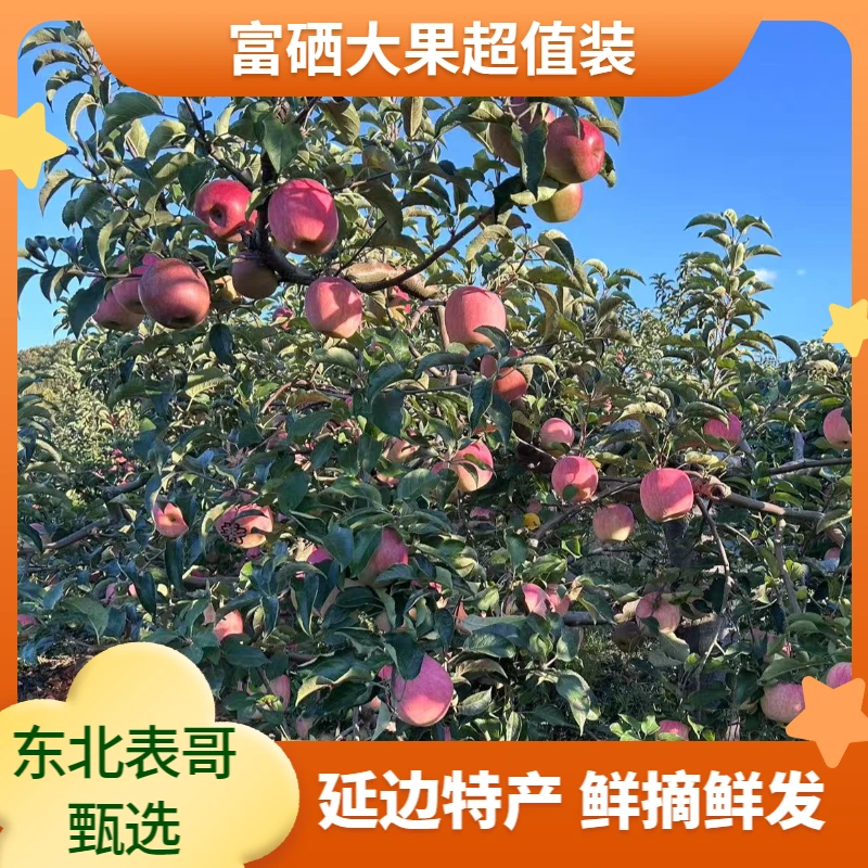 东北表哥  富硒苹果  大山上果园现摘现发 新鲜多甜少酸整箱