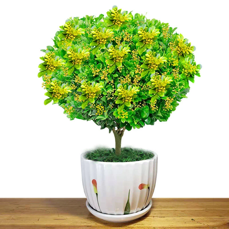 香水花开盆栽开花浓香四季常青阳台庭院美化空间绿化植物四季开花