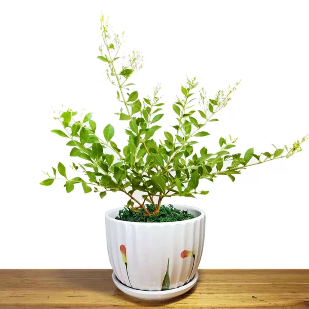 指甲花树苗散沫花盆栽海娜花阳台庭院美化空间浓香花卉小桂花老桩