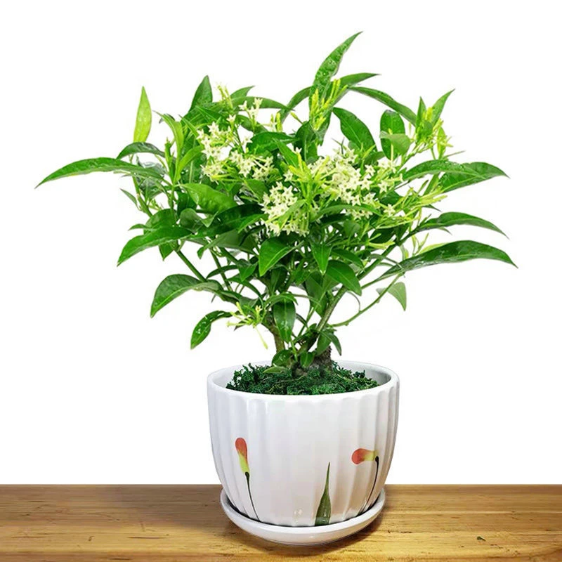 夜来香盆栽驱蚊植物开花浓香阳台庭院室内外绿植四季常青芳香花卉