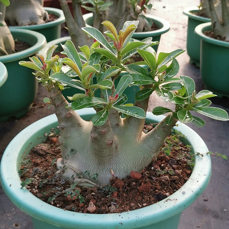 矮霸沙漠玫瑰老桩带花苞四季开花阳台庭院观花盆栽重瓣室内外花卉