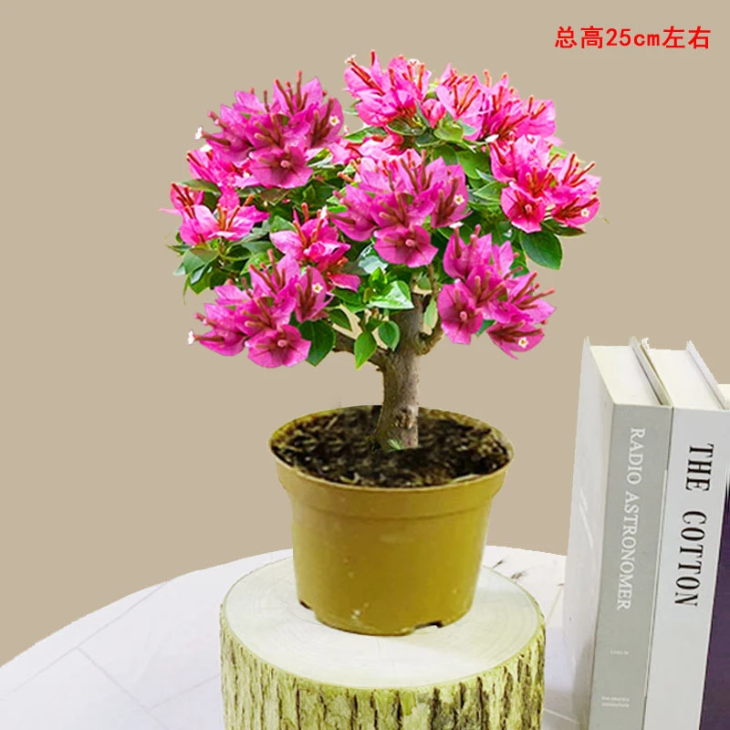 三角梅小桃红四季开花喜庆花卉红色花办公室客厅桌面阳台观花盆栽