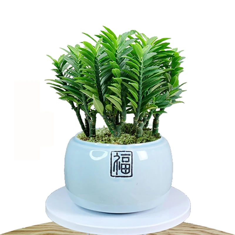 玉蜻蜓盆栽四季常青室内绿植绿珊瑚办公室客厅书房桌面植物耐阴