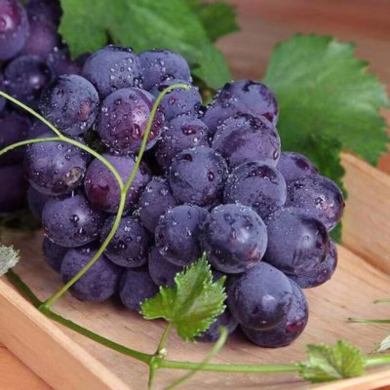 户太八号葡萄 口感浓郁 回味无穷