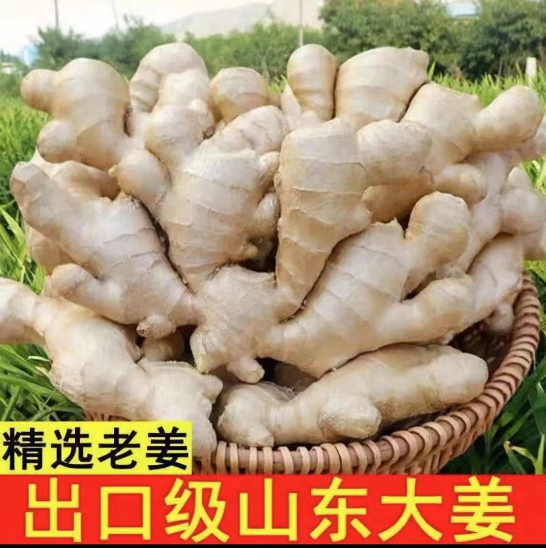山东生姜生态优质新鲜大姜泥姜现挖原产地直发2/3/5斤山东大姜品
