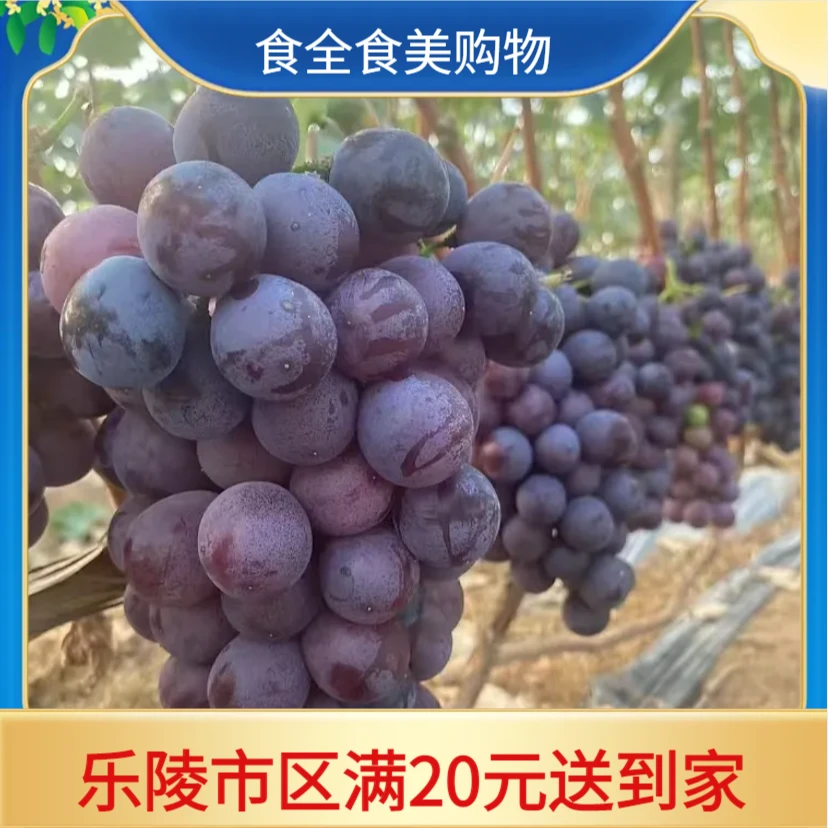 新鲜蜜光葡萄（500g/盒）
