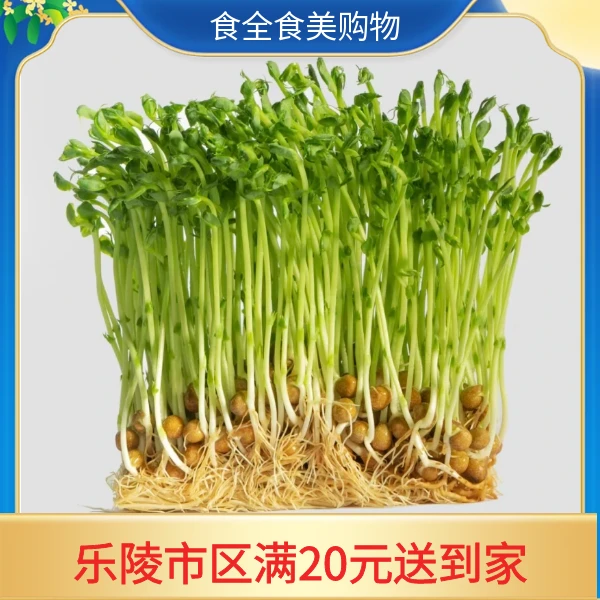 优质豌豆苗（300g/份）