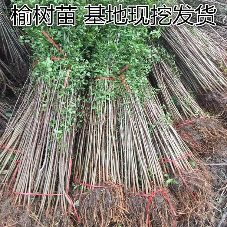 小叶榔榆树苗榆钱树榔榆童子功附石盆景素材盆栽地栽绿化苗木
