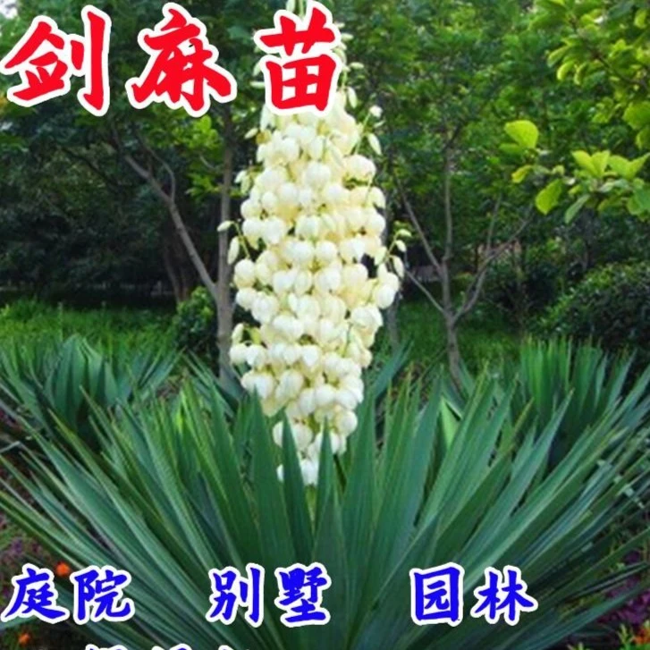 剑麻苗剑麻小苗丝兰凤尾兰花苗庭院四季常青剑麻植物工程绿化树苗