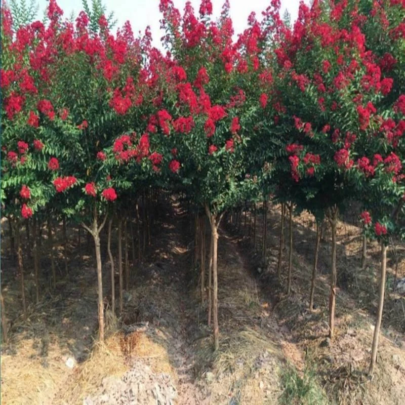 庭院风景树绿化苗木植物紫薇树苗美国红火箭紫薇苗红火球紫薇