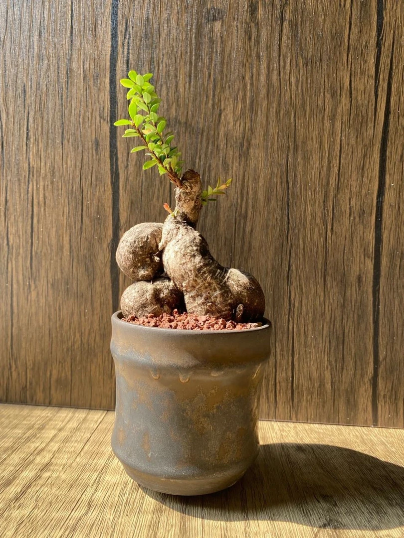 大叶红花树萝卜，一种园林植物，具有独特的外观和花朵。