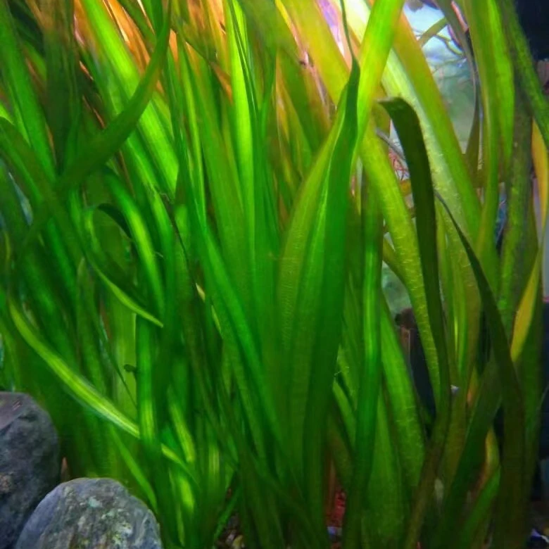 水兰龙苦草小水兰水草原生古法生态溪流缸阴性后景真好养活懒人