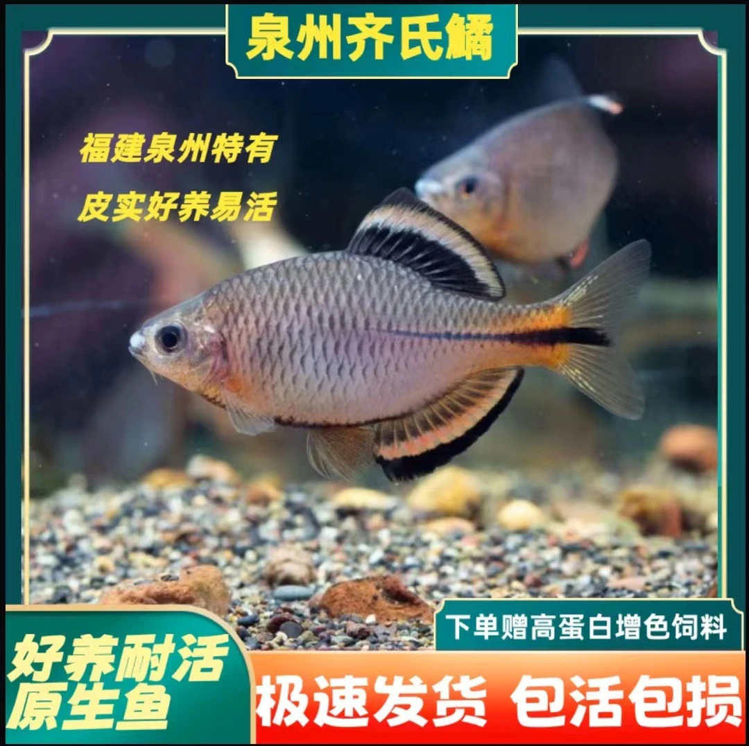 泉州齐氏鱊冷水观赏鱼小型淡水鱼好养耐活不加温溪流鳑鲏鱼泉齐鱼