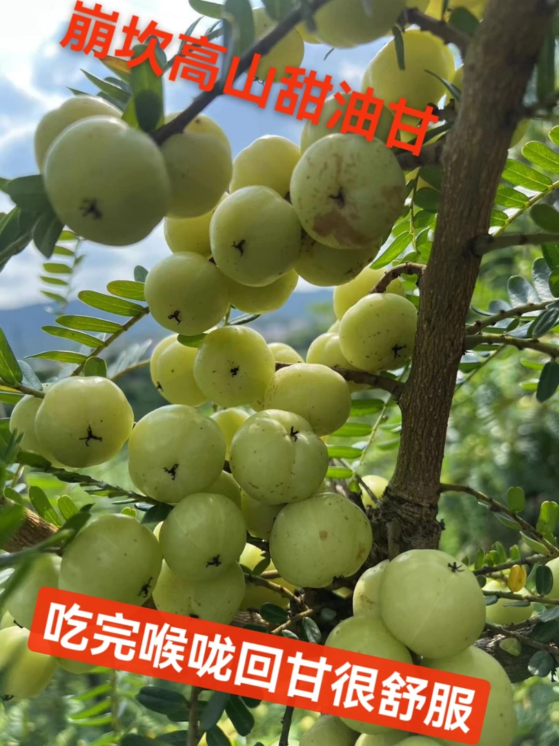 新鲜采摘青油甘果余甘果牛甘果滇橄榄果油柑酸水果余甘子 一斤装