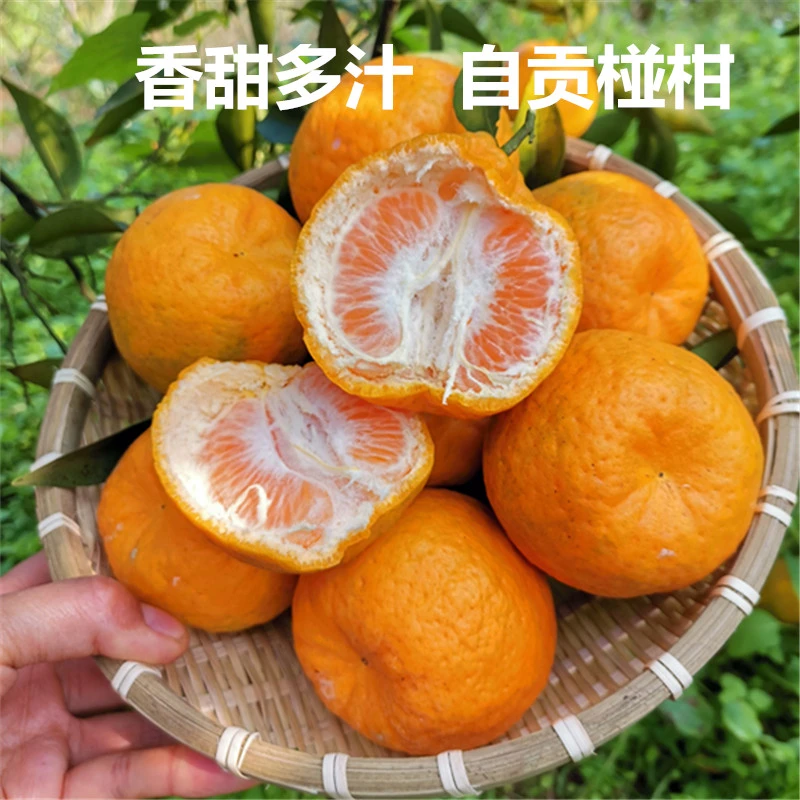碰柑9斤 四川自贡沙地碰柑  香甜可口 现摘现发带叶发货
