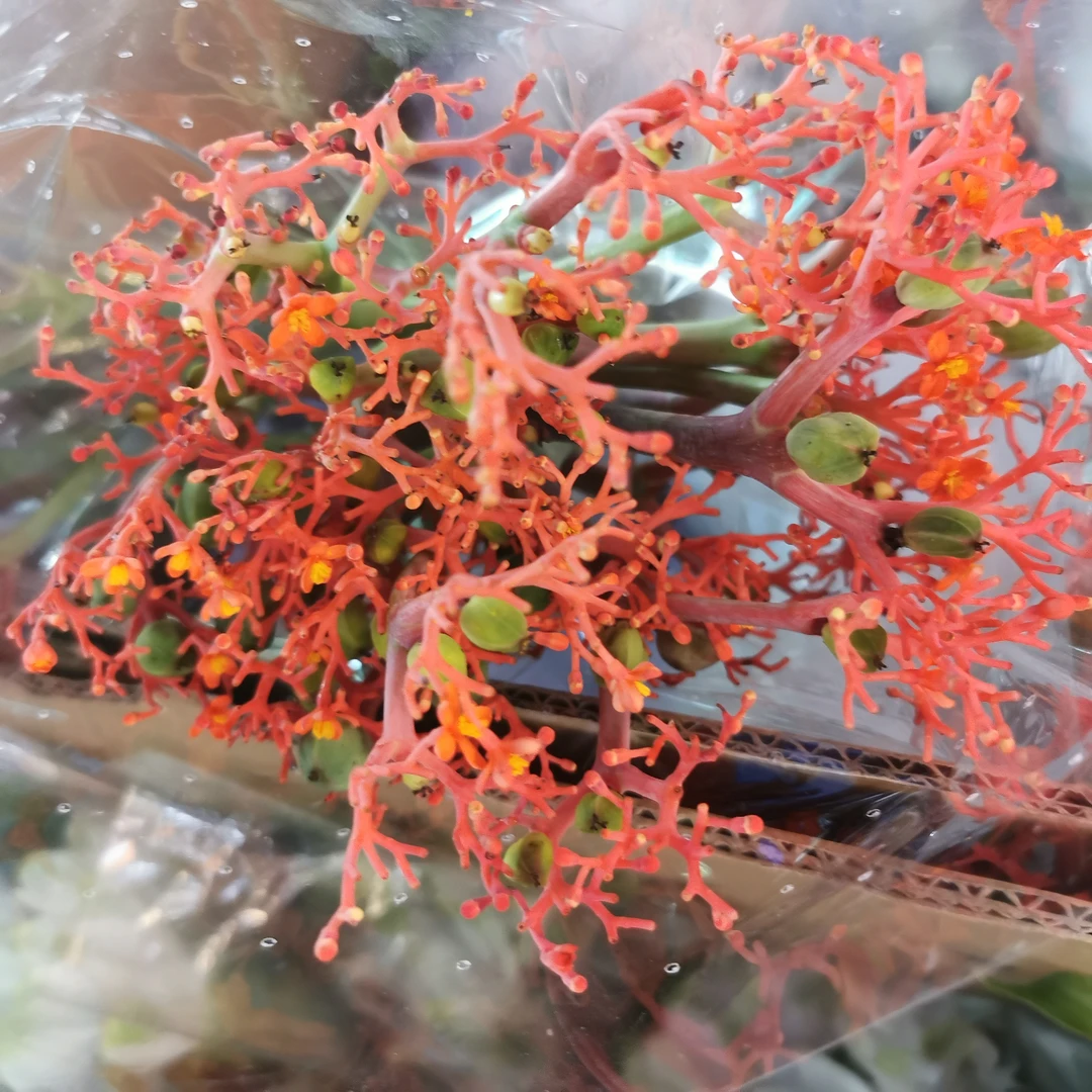红珊瑚鲜切花鲜花花材