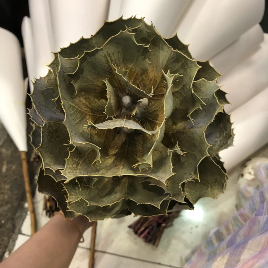 维多利亚鲜切花鲜花花材