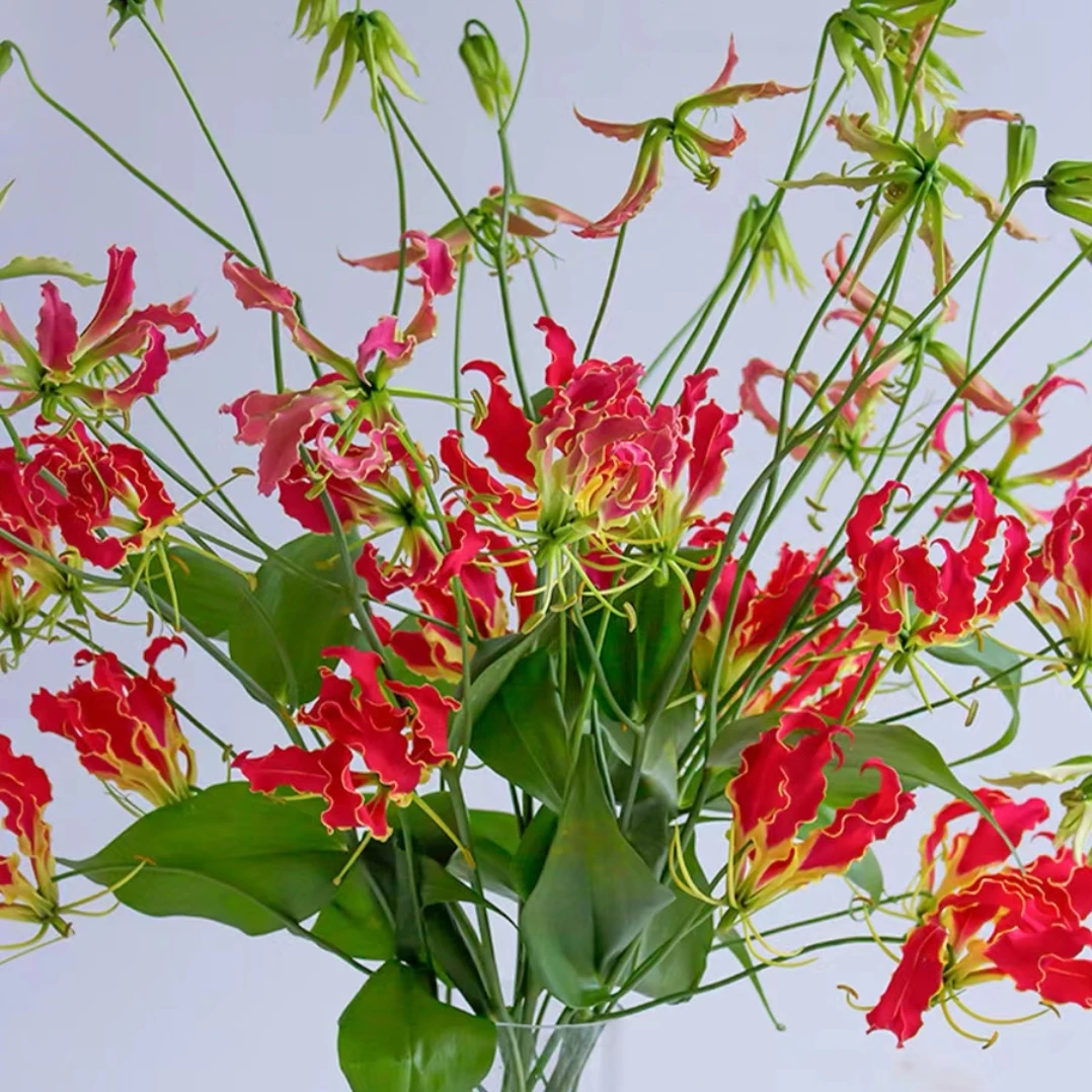 嘉兰百合鲜切花鲜花花材
