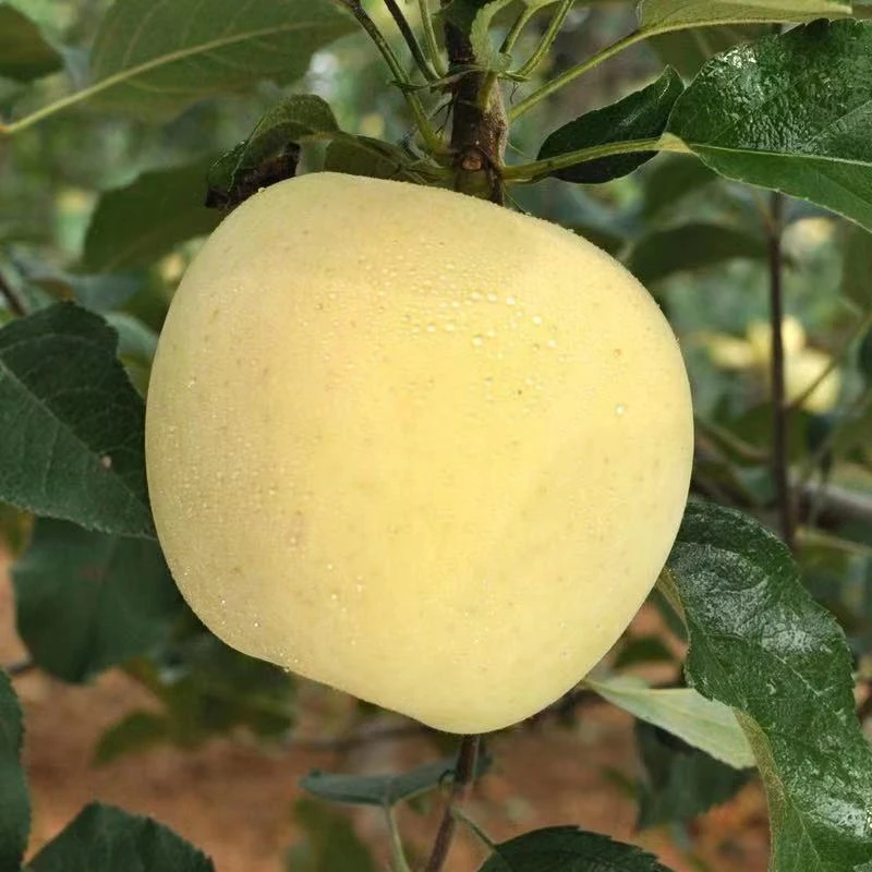 A正宗山东烟台奶油富士苹果4.5-5斤新鲜水果自然营养脆甜多汁