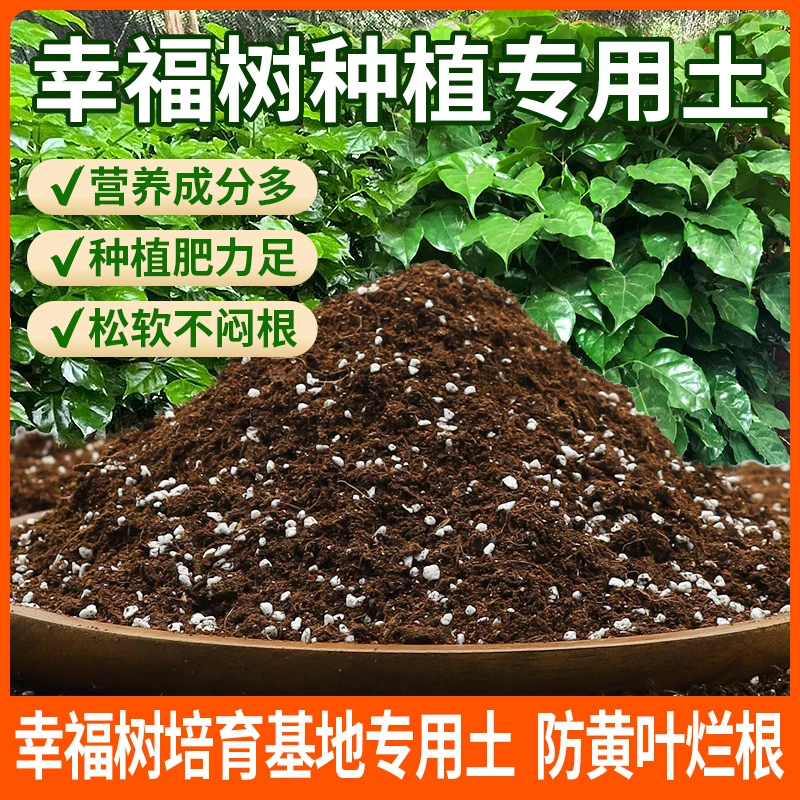 幸福树专用土营养土养花专用土壤幸福树专用肥料盆栽种植泥土花土