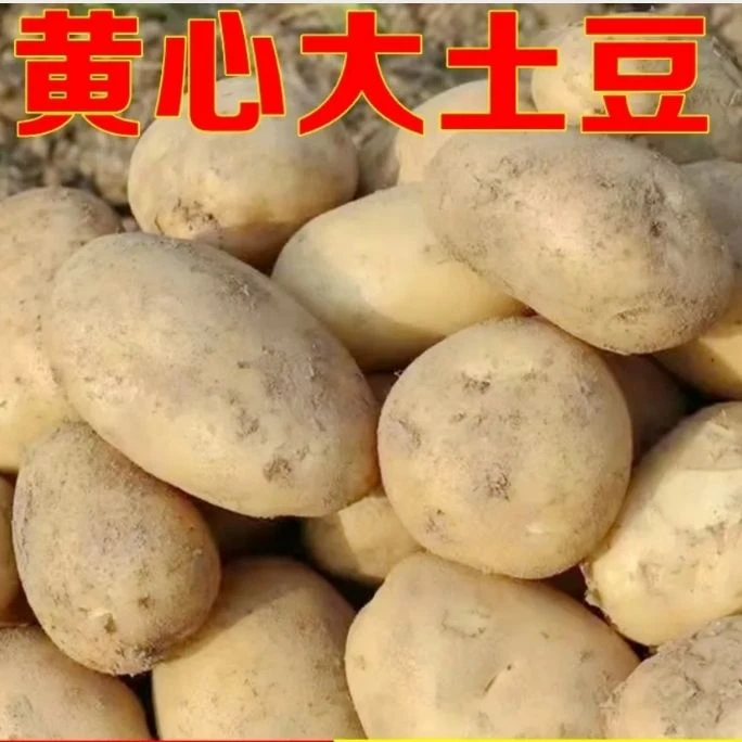 贵州新鲜黄心土豆 农家自种洋芋 高原现挖现发新鲜蔬菜