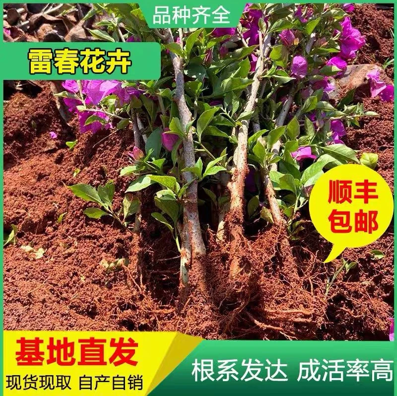 100棵起订三角梅云南紫大苗 四季开花阳台庭院 绿化工程苗 盆栽苗