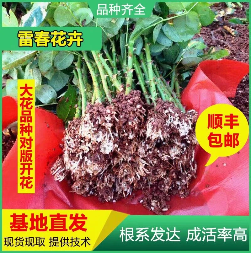 50棵顺丰包邮可混搭云南斗南鲜切花玫瑰卡罗拉玫瑰花苗 月季花苗