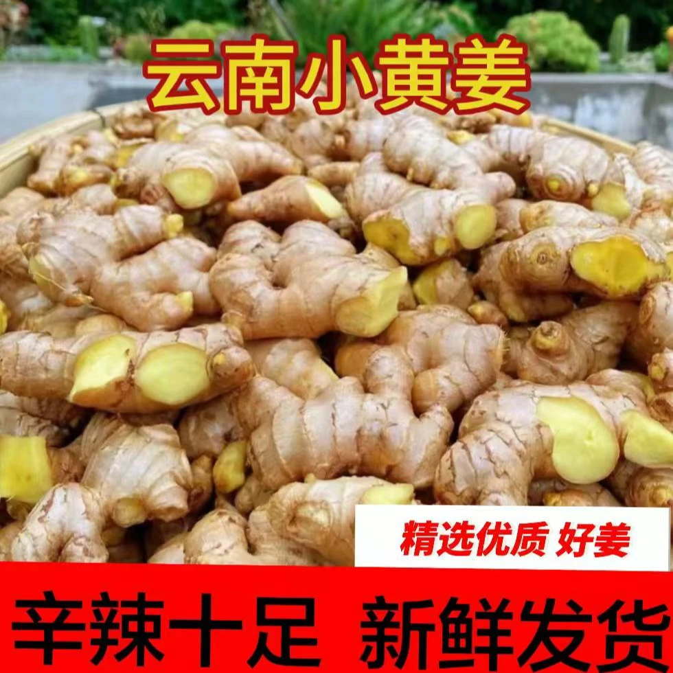 云南罗平农副特产姜现挖现发货质量保证到货无忧驱寒保暖去腥