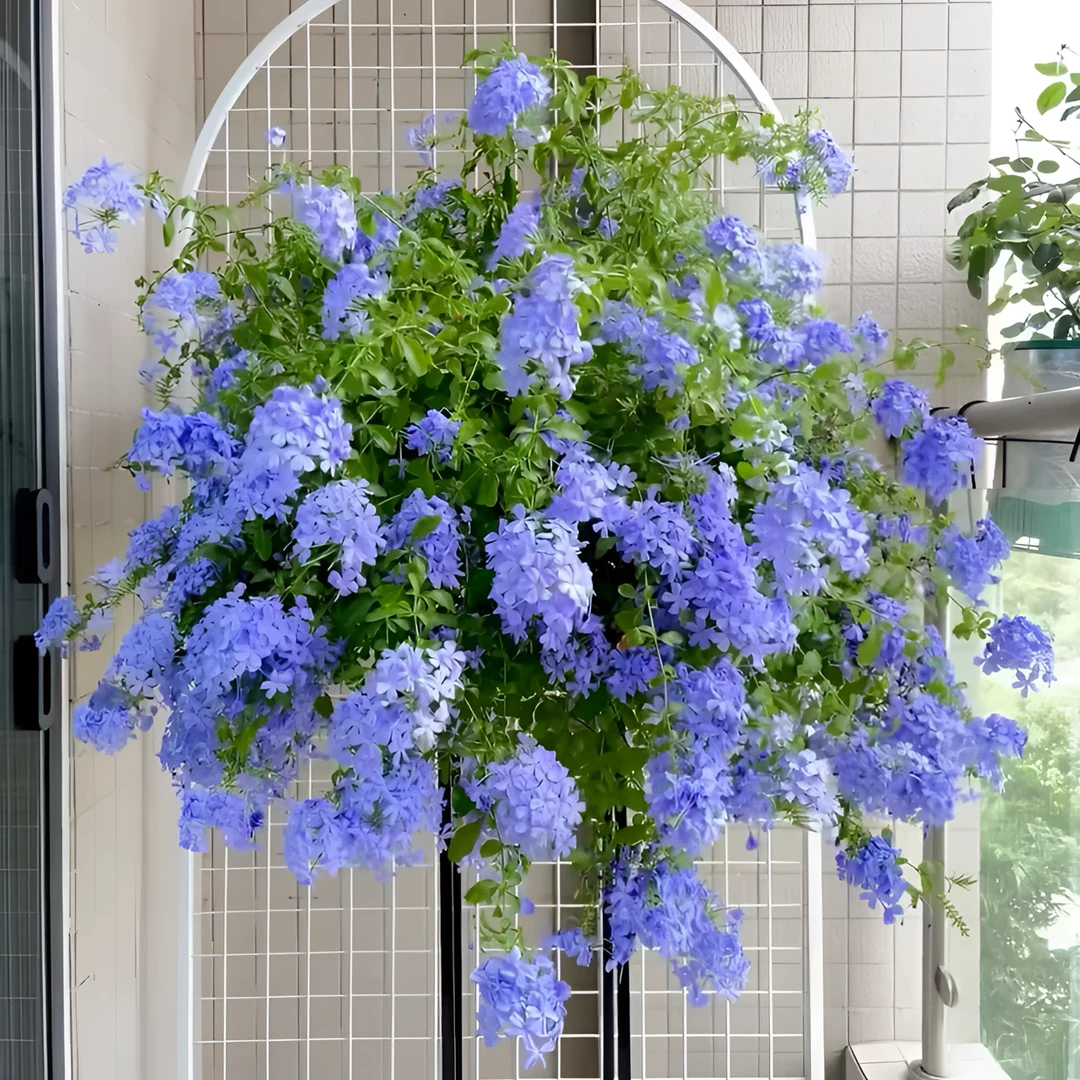 蓝雪花  盆栽多年生灌木阳台观花木本阳发货展示植物花卉好养养护