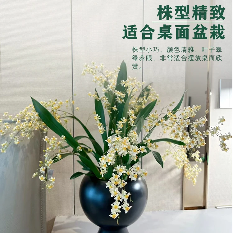 罗曼香梦香兰超长花期多年生盆栽室内绿植花卉带花苞发货兰花