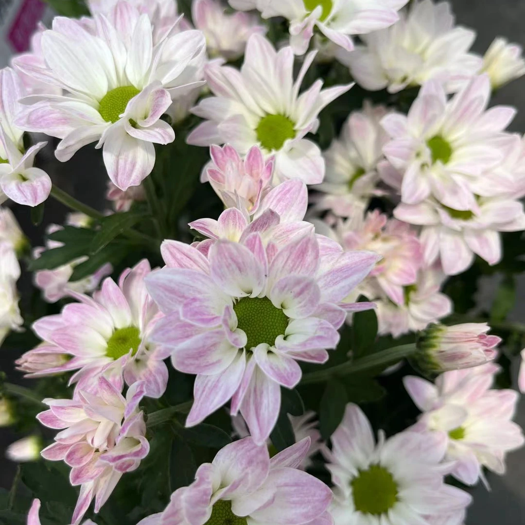 小精灵小菊 多年生宿根类四季开花盆栽地栽室内室外都能种植 养护