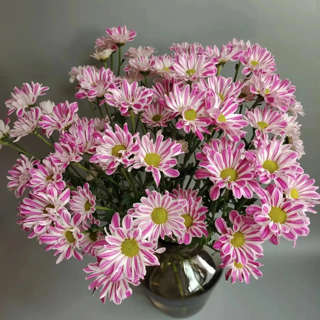 条纹小雏菊  带花苞发货盆栽四季开花机器耐热耐寒易爆盆养护秋天
