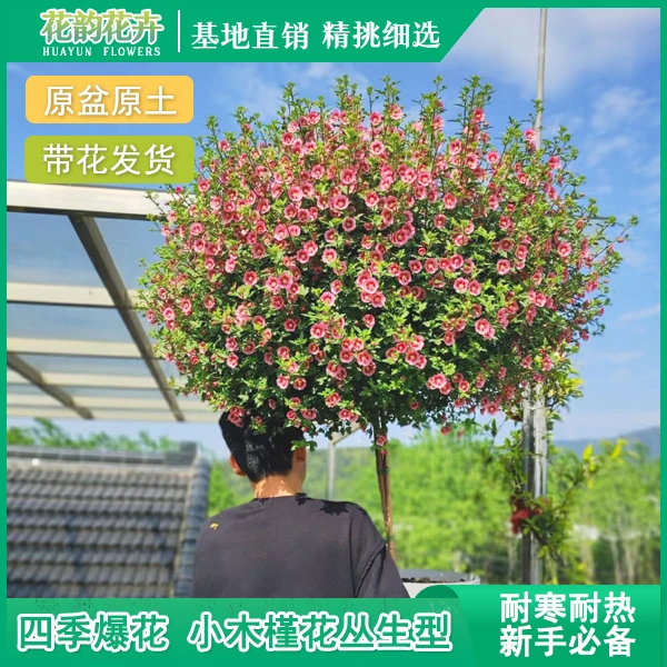 棒棒糖小木槿加仑盆栽新手养护爆盆开花生长基地自然兰花文心兰