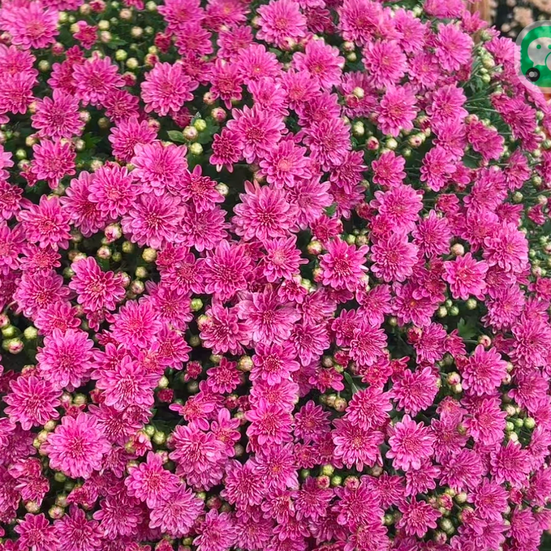 （千头菊）绚秋紫霞多年生宿根类四季开花盆栽地栽室内室外都能种植
