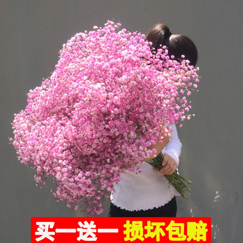 大束满天星乾燥花花束真花鲜花论斤卖家用客厅摆件装饰插花耶诞礼
