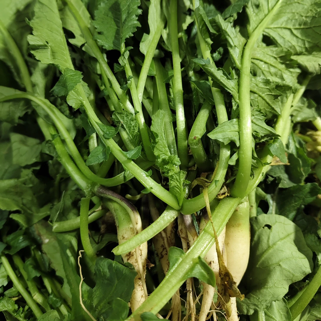 萝卜菜带小萝卜4.5斤