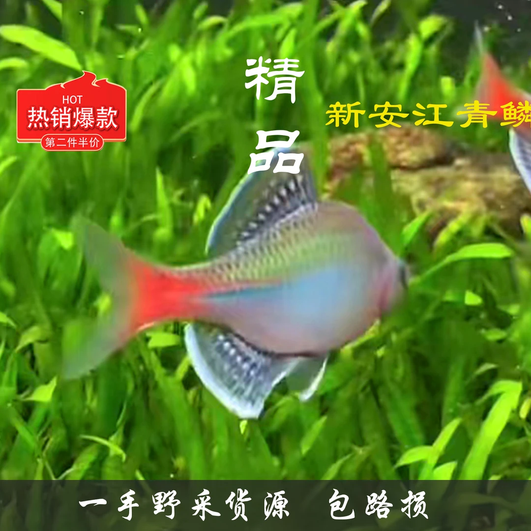 新安江青鳞 膀皮合集冷水鱼 原生鱼