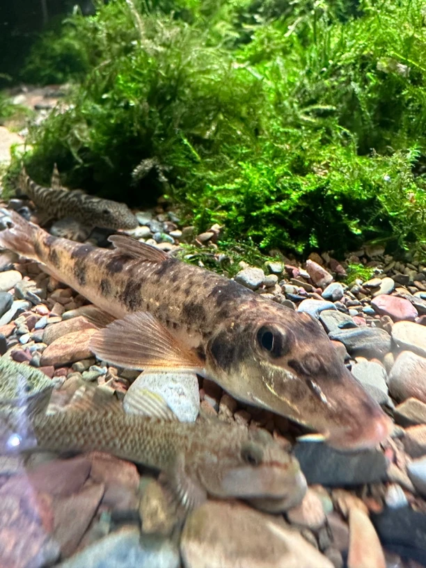 似鮈 冷水鱼 翻沙 淡水鱼 工具鱼