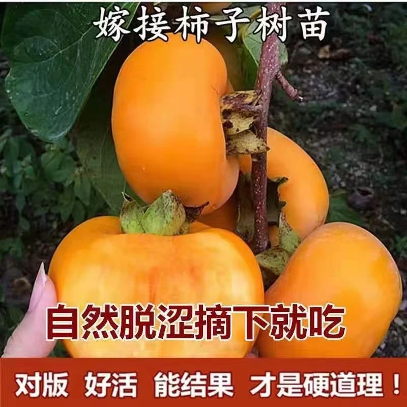 脆甜无核甜柿无籽磨盘柿子树南方北方种植大果耐寒庭院当季柿树苗