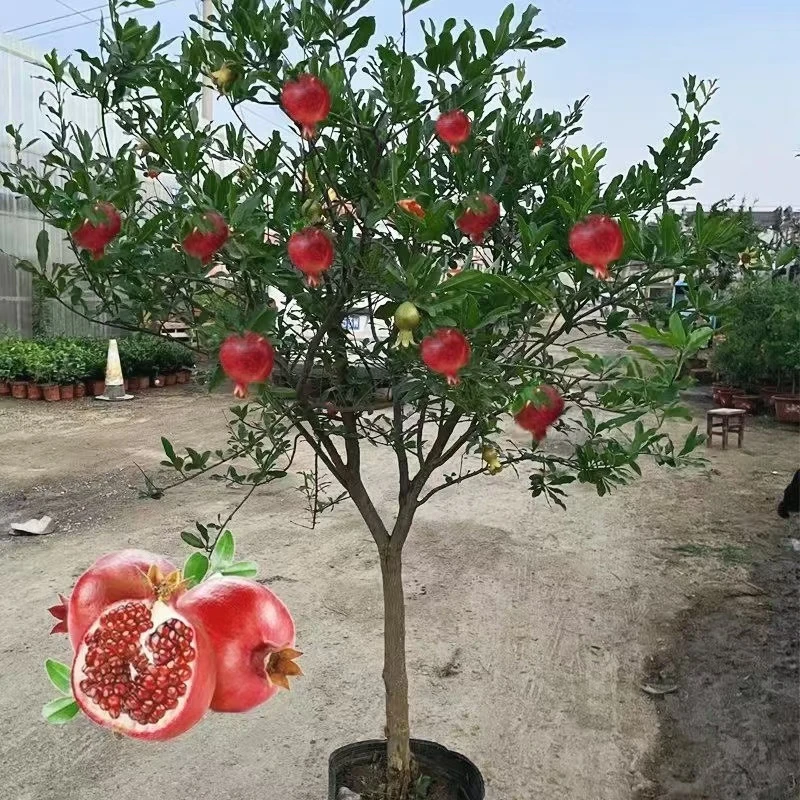 石榴树苗突尼斯软籽甜石榴苗盆栽地栽阳台庭院南北方种植当年结果