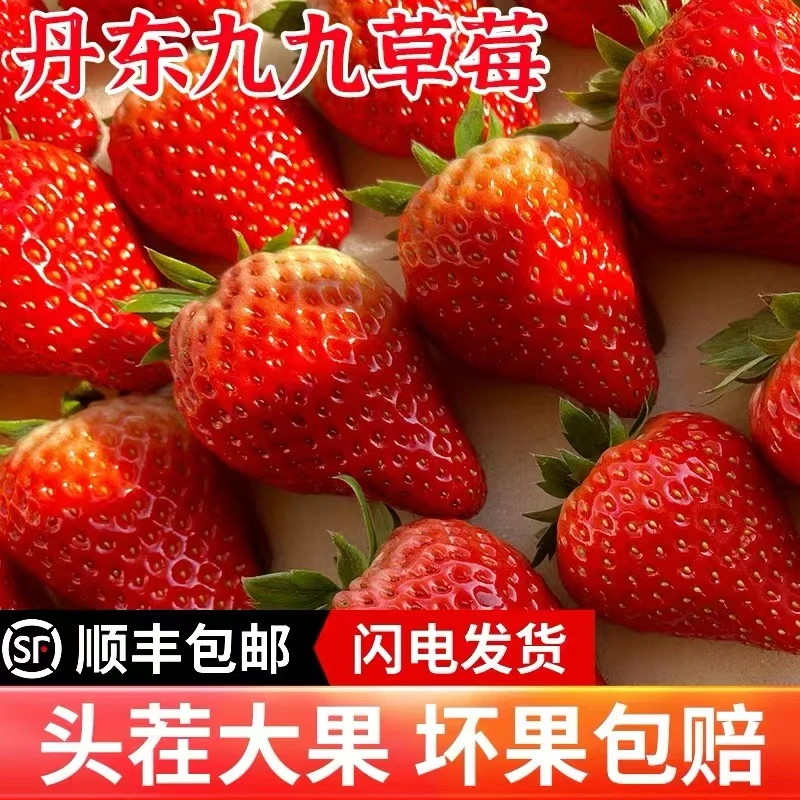 【顺丰包邮】现货红颜奶油草莓新鲜丹东99奶油草莓礼盒孕妇水果600g