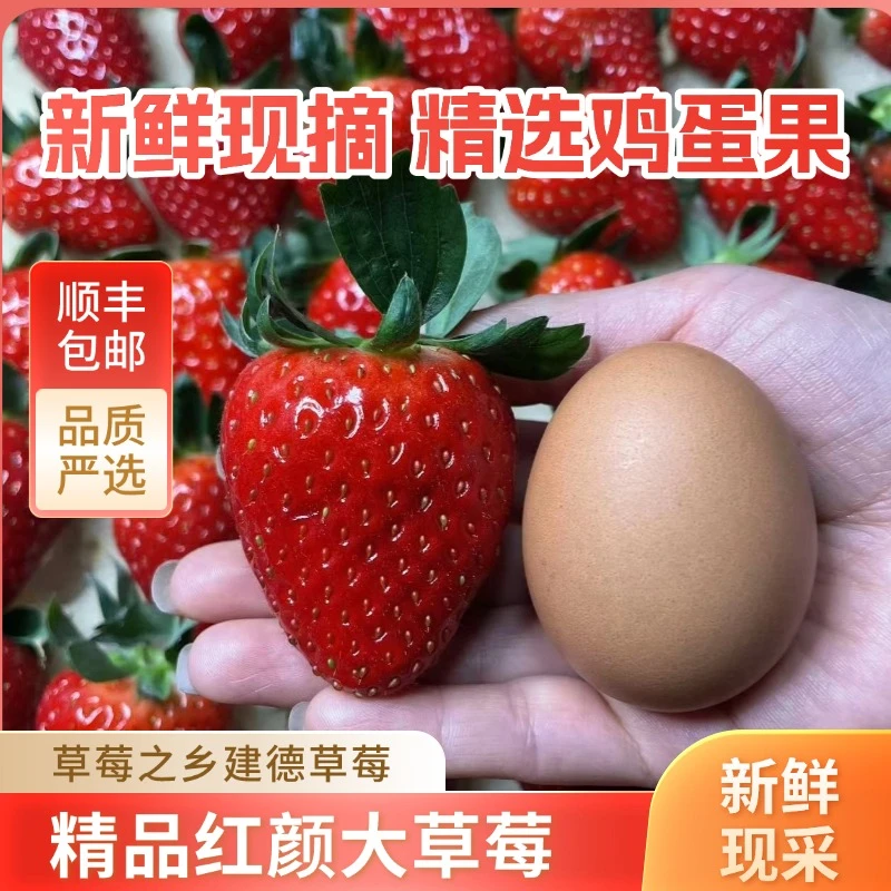 【顺丰包邮】越王鸡蛋草莓红颜奶油大草莓草莓之乡建德草莓1.2斤