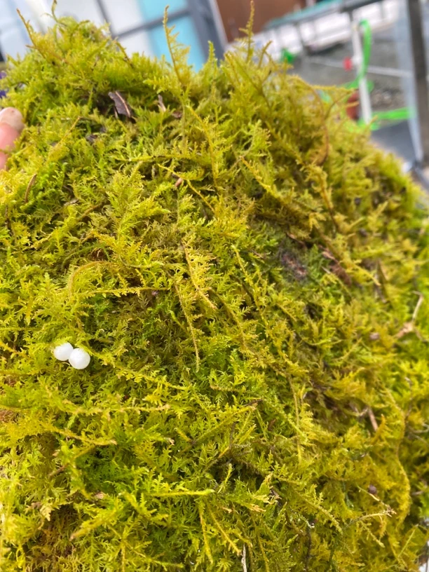 兰花素花清新淡雅香味十足