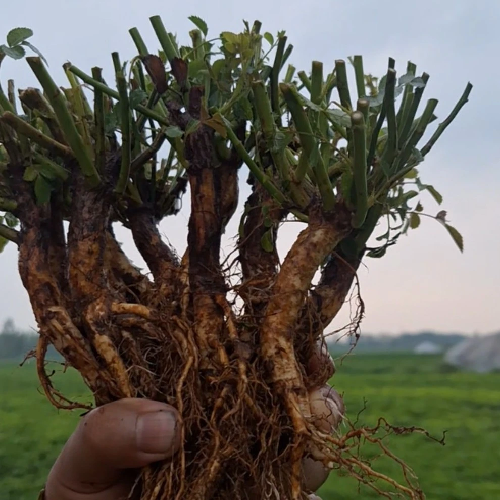 白花无刺蔷薇实生根接月季 0.8到1.2随机发货！用于嫁接砧木！