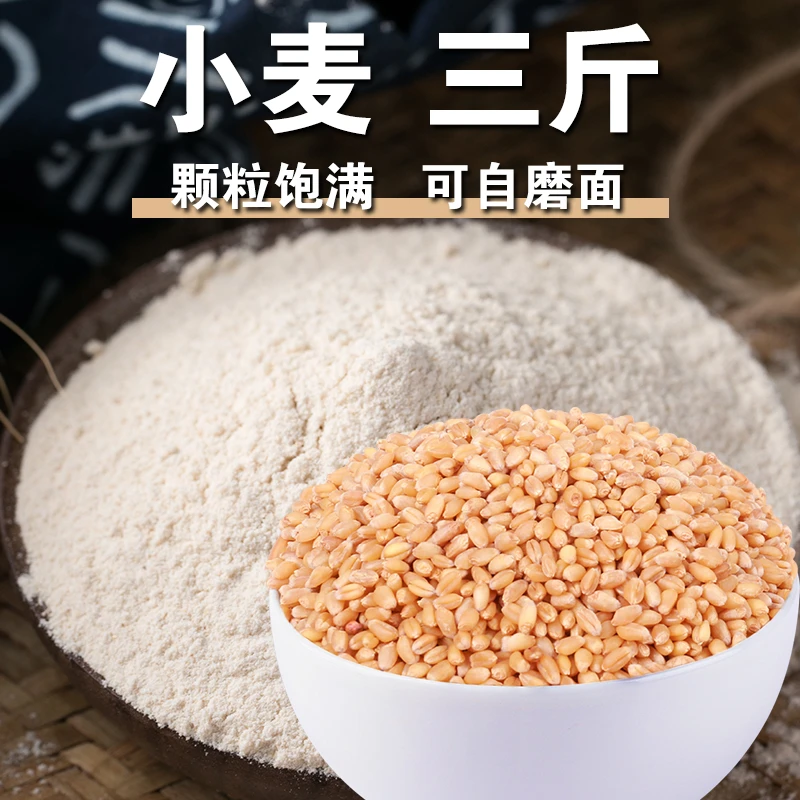 【小麦粒3斤】麦子粒小麦子干麦子打面磨面青汁杂粮原材料