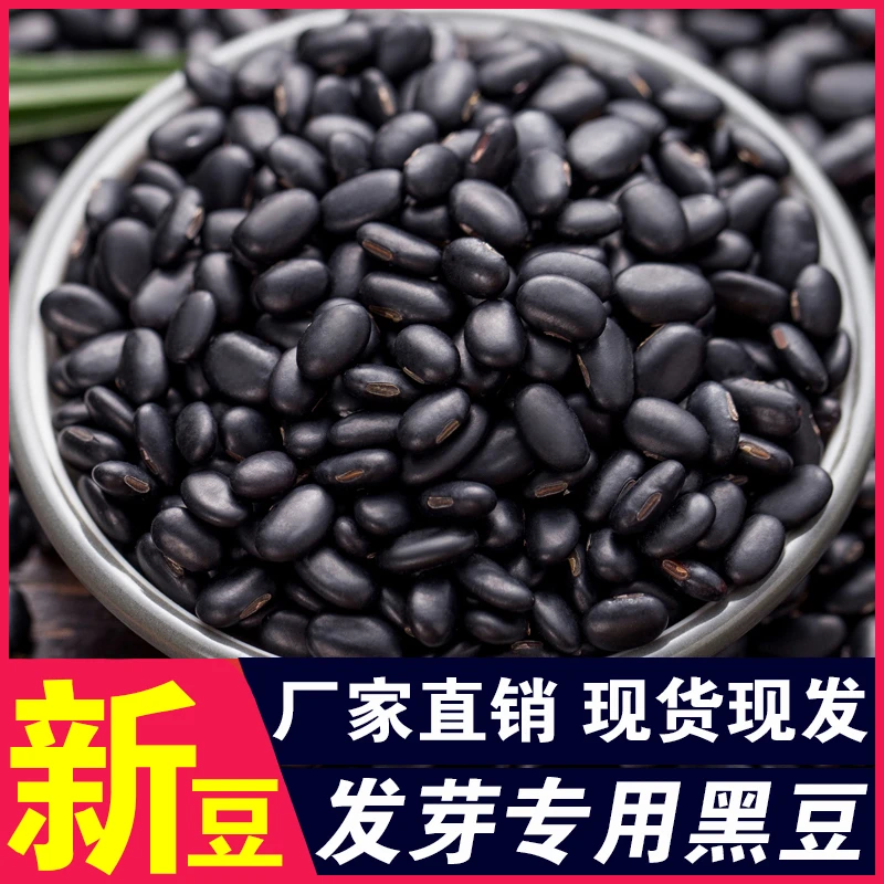 发芽小黑豆农家自种黑豆发豆芽黑小豆芽苗菜水培蔬菜种子