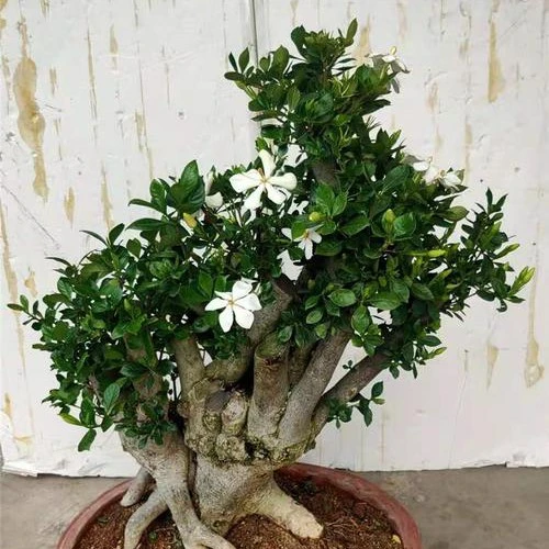 栀子花春花映山红花卉盆景