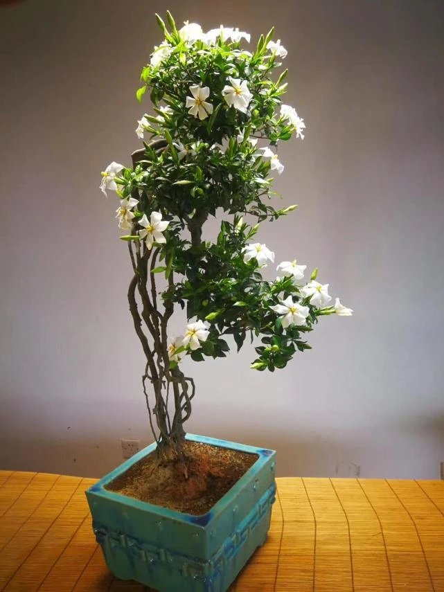 栀子花、春花生桩