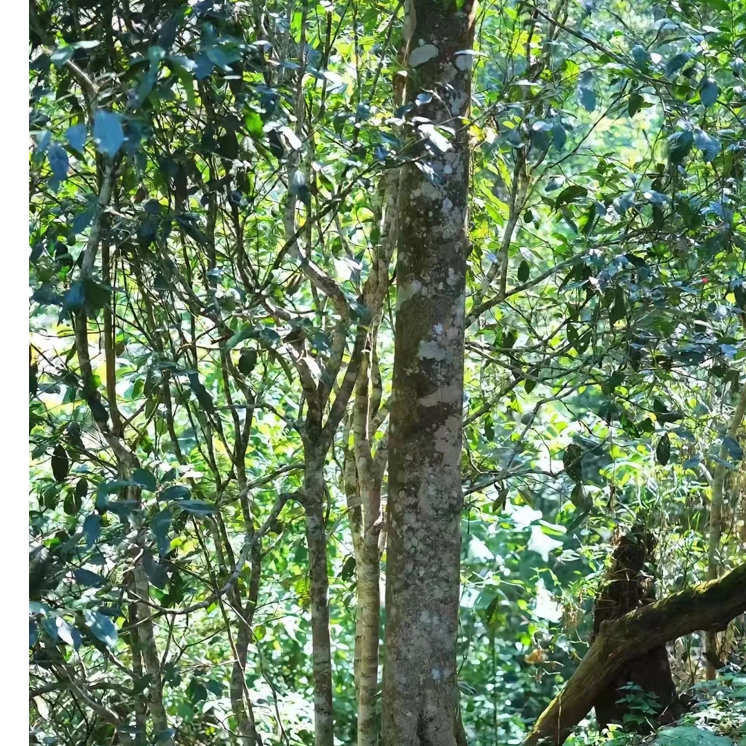 云南普洱茶-通用代拍链接6号生茶