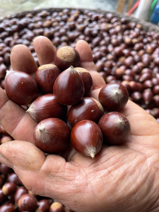 高寒山区野生锥栗
